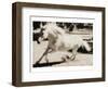 Running Horse-Theo Westenberger-Framed Art Print