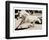 Running Horse-Theo Westenberger-Framed Art Print