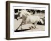 Running Horse-Theo Westenberger-Framed Art Print