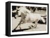 Running Horse-Theo Westenberger-Framed Stretched Canvas