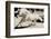 Running Horse-Theo Westenberger-Framed Photographic Print