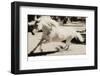 Running Horse-Theo Westenberger-Framed Photographic Print