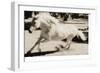 Running Horse-Theo Westenberger-Framed Photographic Print
