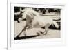 Running Horse-Theo Westenberger-Framed Photographic Print