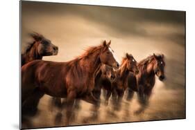 Running Horses, Blur and Flying Manes-Sheila Haddad-Mounted Photographic Print