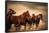 Running Horses, Blur and Flying Manes-Sheila Haddad-Framed Stretched Canvas