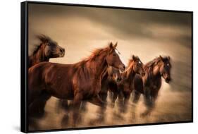 Running Horses, Blur and Flying Manes-Sheila Haddad-Framed Stretched Canvas
