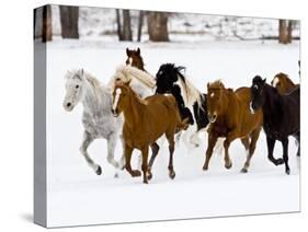 Running Horses on Hideout Ranch, Shell, Wyoming, USA-Joe Restuccia III-Stretched Canvas