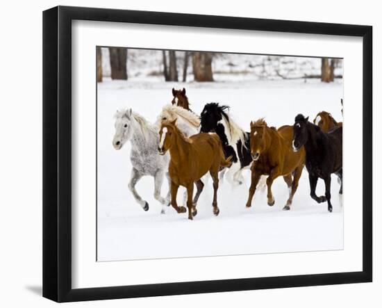 Running Horses on Hideout Ranch, Shell, Wyoming, USA-Joe Restuccia III-Framed Photographic Print