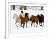 Running Horses on Hideout Ranch, Shell, Wyoming, USA-Joe Restuccia III-Framed Photographic Print