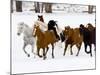 Running Horses on Hideout Ranch, Shell, Wyoming, USA-Joe Restuccia III-Mounted Photographic Print