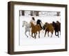 Running Horses on Hideout Ranch, Shell, Wyoming, USA-Joe Restuccia III-Framed Photographic Print