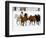 Running Horses on Hideout Ranch, Shell, Wyoming, USA-Joe Restuccia III-Framed Photographic Print