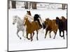 Running Horses on Hideout Ranch, Shell, Wyoming, USA-Joe Restuccia III-Mounted Photographic Print