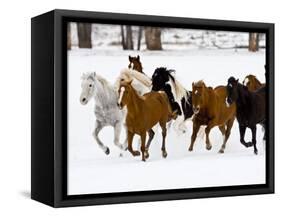 Running Horses on Hideout Ranch, Shell, Wyoming, USA-Joe Restuccia III-Framed Stretched Canvas