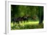 Running Horses-Allan Wallberg-Framed Photographic Print