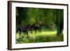 Running Horses-Allan Wallberg-Framed Photographic Print