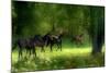 Running Horses-Allan Wallberg-Mounted Photographic Print