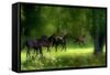 Running Horses-Allan Wallberg-Framed Stretched Canvas