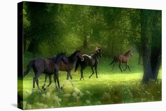 Running Horses-Allan Wallberg-Stretched Canvas