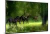 Running Horses-Allan Wallberg-Mounted Photographic Print