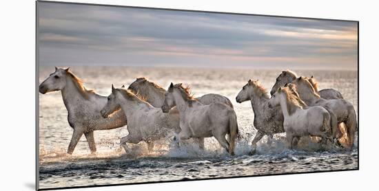 Running Horses-Xavier Ortega-Mounted Photographic Print