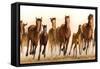 Running Horses-James W. Johnson-Framed Stretched Canvas