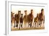 Running Horses-James W. Johnson-Framed Giclee Print