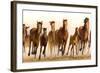 Running Horses-James W. Johnson-Framed Giclee Print