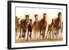 Running Horses-James W. Johnson-Framed Giclee Print