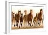 Running Horses-James W. Johnson-Framed Giclee Print