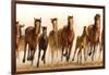 Running Horses-James W. Johnson-Framed Premium Giclee Print