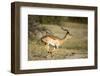 Running Impala, Moremi Game Reserve, Botswana-Paul Souders-Framed Photographic Print