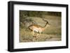 Running Impala, Moremi Game Reserve, Botswana-Paul Souders-Framed Photographic Print