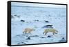 Running Mother and Cub-Howard Ruby-Framed Stretched Canvas