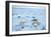 Running Mother and Cub-Howard Ruby-Framed Premium Photographic Print
