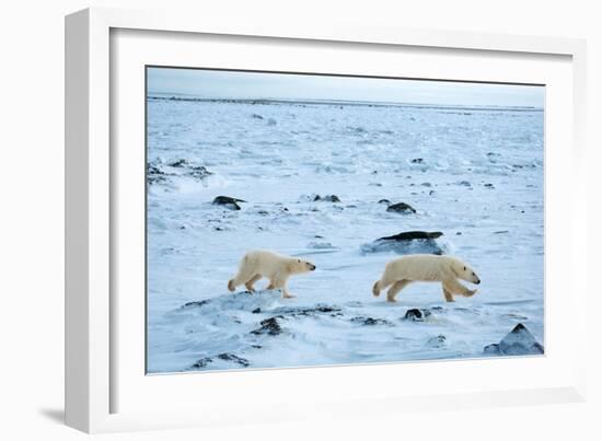 Running Mother and Cub-Howard Ruby-Framed Photographic Print