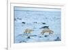 Running Mother and Cub-Howard Ruby-Framed Photographic Print