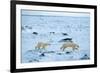 Running Mother and Cub-Howard Ruby-Framed Photographic Print
