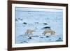 Running Mother and Cub-Howard Ruby-Framed Photographic Print