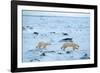 Running Mother and Cub-Howard Ruby-Framed Photographic Print