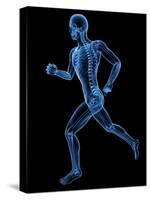 Running Skeleton, Artwork-SCIEPRO-Stretched Canvas