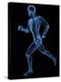 Running Skeleton, Artwork-SCIEPRO-Stretched Canvas