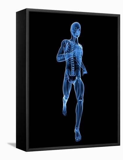 Running Skeleton, Artwork-SCIEPRO-Framed Stretched Canvas