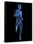 Running Skeleton, Artwork-SCIEPRO-Framed Stretched Canvas