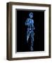 Running Skeleton, Artwork-SCIEPRO-Framed Premium Photographic Print