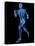 Running Skeleton, Artwork-SCIEPRO-Stretched Canvas