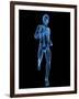 Running Skeleton, Artwork-SCIEPRO-Framed Photographic Print