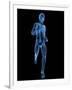 Running Skeleton, Artwork-SCIEPRO-Framed Photographic Print