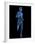 Running Skeleton, Artwork-SCIEPRO-Framed Photographic Print